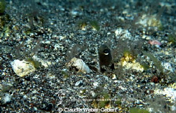 curiosity....
sand-eel 
El Hierro - Canary Islands
Can... by Claudia Weber-Gebert 